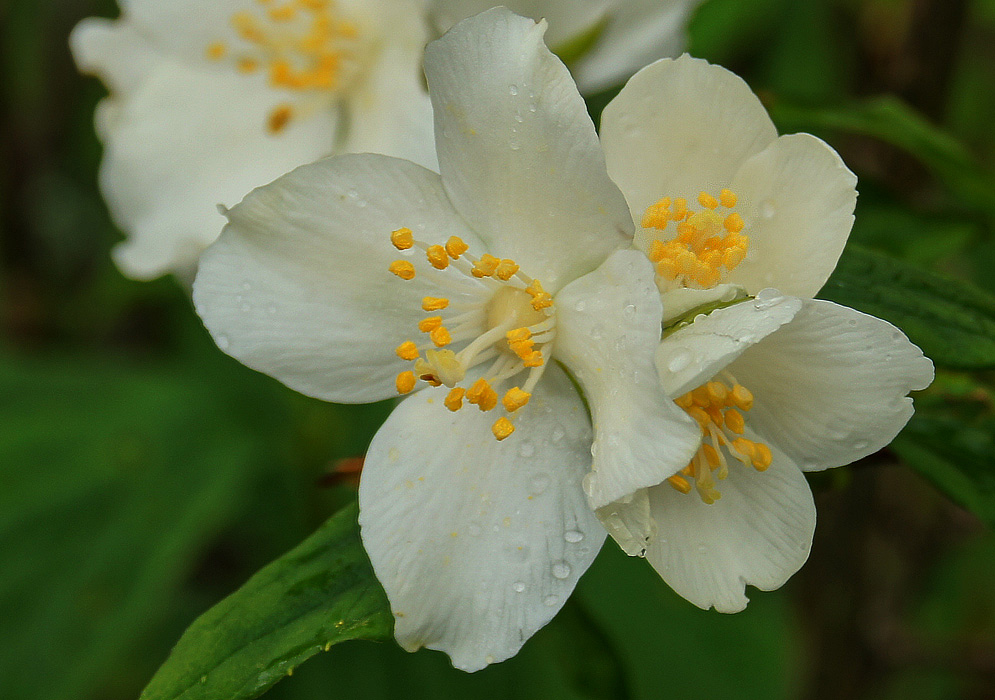 Mock Orange